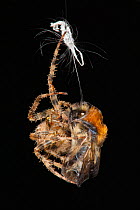 Garden Cross Spider (Araneus diadematus) wrapping its Common Carder Bee (Bombus pascuorum) prey in silk, Bristol, UK, September. Sequence 10/10.