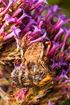 Garden Cross Spider (Araneus diadematus) carrying Common Carder Bee (Bombus pascuorum) prey wrapped in silk, Bristol, UK, September.