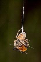 Garden Cross Spider (Araneus diadematus) wrapping its Common Carder Bee (Bombus pascuorum) prey in silk, Bristol, UK, September. Sequence 1/10.