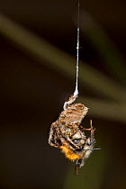 Garden Cross Spider (Araneus diadematus) wrapping its Common Carder Bee (Bombus pascuorum) prey in silk, Bristol, UK, September. Sequence 2/10.