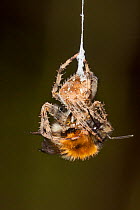 Garden Cross Spider (Araneus diadematus) wrapping its Common Carder Bee (Bombus pascuorum) prey in silk, Bristol, UK, September. Sequence 3/10.