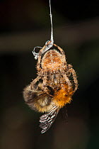 Garden Cross Spider (Araneus diadematus) wrapping its Common Carder Bee (Bombus pascuorum) prey in silk, Bristol, UK, September. Sequence 4/10.