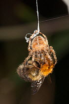 Garden Cross Spider (Araneus diadematus) wrapping its Common Carder Bee (Bombus pascuorum) prey in silk, Bristol, UK, September. Sequence 5/10.