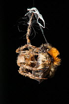 Garden Cross Spider (Araneus diadematus) wrapping its Common Carder Bee (Bombus pascuorum) prey in silk, Bristol, UK, September. Sequence 6/10.