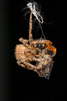 Garden Cross Spider (Araneus diadematus) wrapping its Common Carder Bee (Bombus pascuorum) prey in silk, Bristol, UK, September. Sequence 7/10.