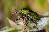 Green spring beetle  (Diphucephala edwardsii) Western Australian. Endemic.