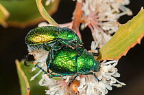Green spring beetles (Diphucephala sp) about to mate on Hakea flower,  Lesueur National Park, Western Australia.