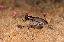 Small tiger beetle (Cicindela semicincta) Lake Indoon, Midwest Region, Western Australia