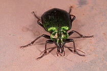 Green carab beetle (Calosoma schayeri) East Yuna Nature Reserve,  Midwest Region, Western Australia