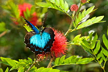 Ulysses butterfly (Papilio ulysses) taking off, Atherton Tableland, North-eastern Queensland, Australia.