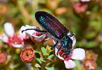 Amethyst beetle (Phlogistus sp) feeding on flower,  Dragon Rocks Nature Reserve, Western Australia.