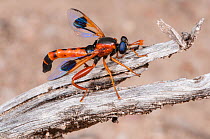 Wasp-mimicking mydas fly (Miltinus maculipennis) Western Australian. Endemic.