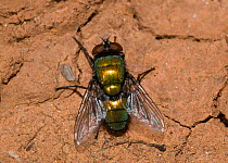 Green blowfly (Lucilia sericata) male, Western Australia.
