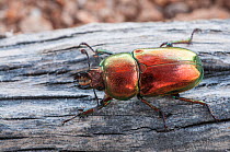 Golden stag beetle (Lamprima micardi) male, Western Australian endemic.