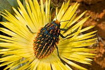 Jewel beetle (Julodis viridipes) in Ice plant (Aizoaceae) flower, South Africa.