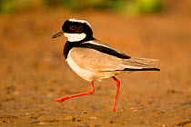 Pied lapwing (Vanellus cayanus) foraging on river bank, Northern Pantanal, Brazil. August.