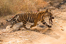 Bengal tiger (Panthera tigris tigris) female cub, aged 8-10 months, carrying dead Rhesus macaque (Macaca mulatta) infant, Bandhavgarh National Park, Madhya Pradesh, India. February.