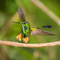 Rufous-booted racquet-tail (Ocreatus underwoodii peruanus) male hummingbird landing, Amazonian foothill forest, Ecuador. April.