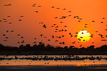 Silhouettes of Demoiselle cranes (Grus virgo) flying at sunset with Rosy pelicans (Pelecanus onocrotalus) in foreground, Little Rann of Kutch National Park, Gujurat, Western India. March.