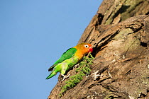 Fischer's lovebird (Agapornis fischeri), carrying nesting material to its nest hole, Ngorongoro Conservation Area, Southern Serengeti, Tanzania. February.