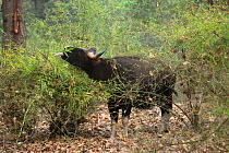 Gaur / Indian bison (Bos gaurus) bull, feeding on leaves, Bandhavgarh National Park, Madhya Pradesh, India. February.