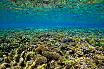 Reflection of coral reef in shallow water. Kimbe Bay, West New Britain, Papua New Guinea.
