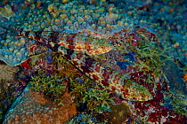 Pair of Variegated lizardfish (Synodus variegatus), Kimbe Bay, West New Britain, Papua New Guinea
