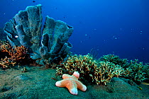 Underwater landscape with Granular Sea Star (Choriaster granulatus), stag horn coral and sponge. Kimbe Bay, West New Britain, Papua New Guinea