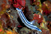 Nudibranch (Chromodoris lochi), Kimbe Bay, West New Britain, Papua New Guinea