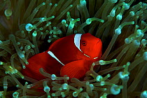 Spinecheek anemonefish (Premnas biaculeatus) living in a symbiotic relationship with Bubble-tip anemone (Entacmaea quadricolor). Kimbe Bay, West New Britain, Papua New Guinea