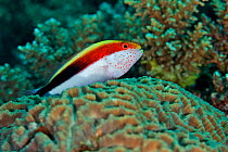 Freckled hawkfish (Paracirrhites forsteri) Kimbe Bay, West New Britain, Papua New Guinea
