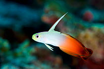 Fire dartfish (Nemateleotris magnifica) Kimbe Bay, West New Britain, Papua New Guinea