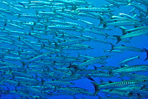 School of Blackfin barracuda (Sphyraena qenie), Kimbe Bay, West New Britain, Papua New Guinea