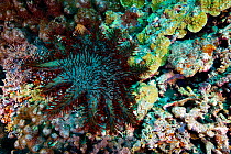 Crown of thorns starfish (Acanthaster planci), Kimbe Bay, West New Britain, Papua New Guinea