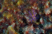 Hairy squat lobster (Lauriea siagiani) on giant barrel sponge. Bismarck Sea, Vitu Islands, West New Britain, Papua New Guinea