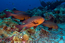Midnight snappers (Macolor macularis), Kimbe Bay, West New Britain, Papua New Guinea