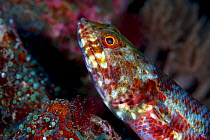 Variegated lizardfish (Synodus variegatus), Bismarck Sea, Vitu Islands, West New Britain, Papua New Guinea
