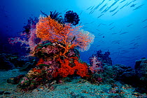 Sea fan, soft corals and feather stars with Blackfin barracuda (Sphyraena qenie) swimming above. Kimbe Bay, West New Britain, Papua New Guinea