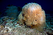 Large coral structure, Bismarck Sea, Vitu Islands, West New Britain, Papua New Guinea