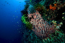 Giant barrel sponge (Xestospongia testudinaria) with feather stars (Crinoids). Bismarck Sea, Vitu Islands, West New Britain, Papua New Guinea