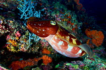 Broadclub cuttlefish (Sepia latimanus), Bismarck Sea, Vitu Islands, West New Britain, Papua New Guinea