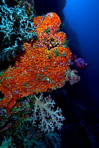 Orange sponge and soft corals on drop-off. Bismarck Sea, Vitu Islands, West New Britain, Papua New Guinea