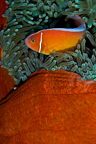 Pink anemonefish (Amphiprion perideraion), Bismarck Sea, Vitu Islands, West New Britain, Papua New Guinea