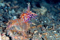 Marbled shrimp (Saron cf. marmoratus) moulting. Bismarck Sea, Vitu Islands, West New Britain, Papua New Guinea