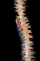 Wire coral goby (Bryaninops youngei) on yellow wire coral (Cirripathes anguina). Bismarck Sea, Vitu Islands, West New Britain, Papua New Guinea
