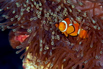 Clown anemonefish (Amphiprion percula), Bismarck Sea, Vitu Islands, West New Britain, Papua New Guinea