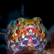 Variegated lizardfish (Synodus variegatus), Bismarck Sea, Vitu Islands, West New Britain, Papua New Guinea