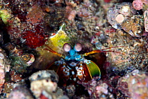 Peacock mantis shrimp (Odontodactylus scyllarus), Kimbe Bay, West New Britain, Papua New Guinea
