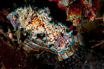Nudibranch (Glossodoris cincta), Kimbe Bay, West New Britain, Papua New Guinea