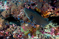 Map pufferfish (Arothron mappa), Bismarck Sea, Vitu Islands, West New Britain, Papua New Guinea
